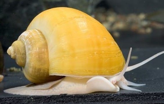 Essential Care Tips for Mystery Snails