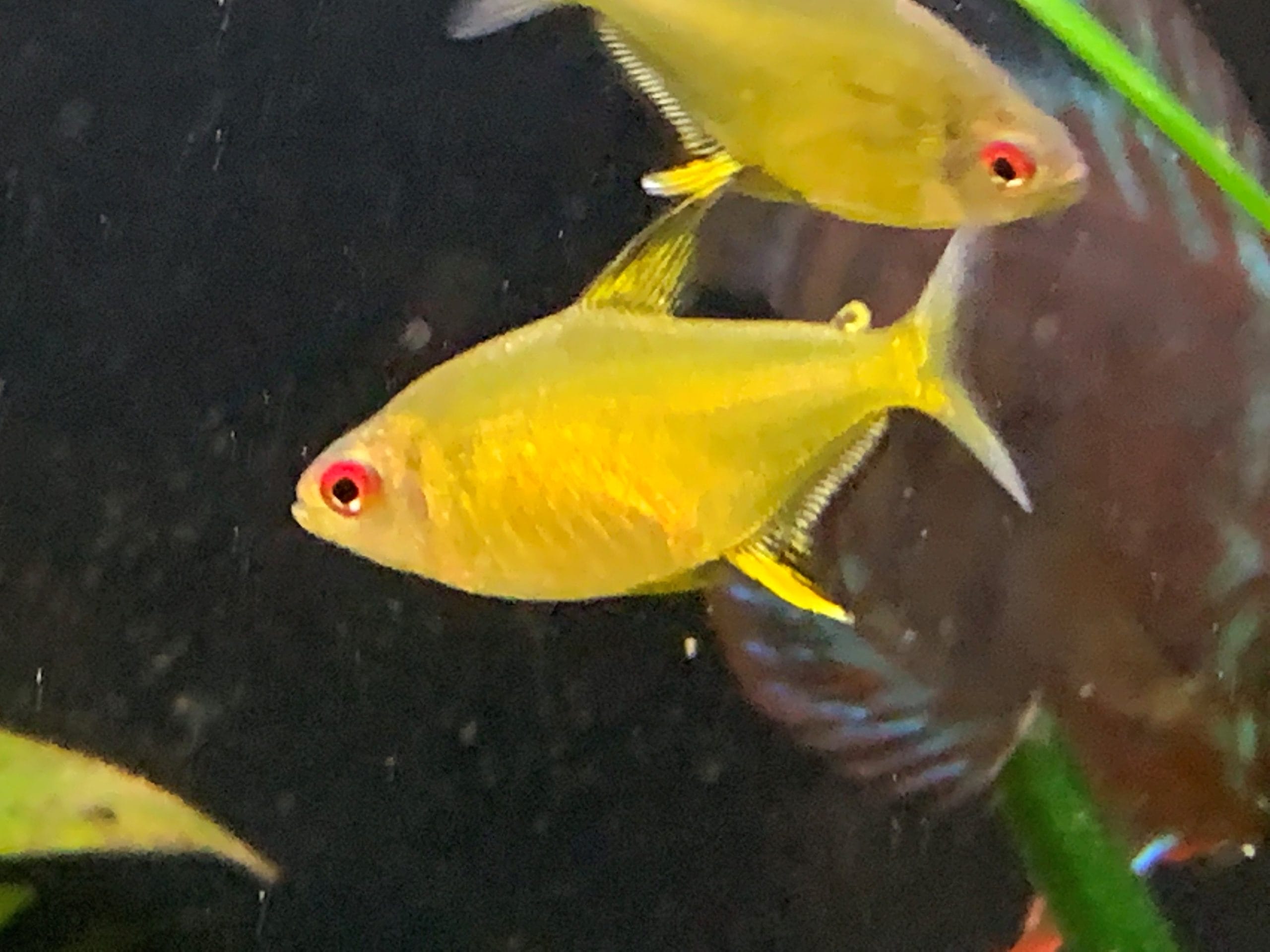 Lemon Tetra Care Guide: Expert Tips for Fish Enthusiasts
