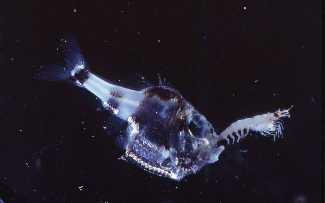 Discover the Fascinating World of Hatchetfish