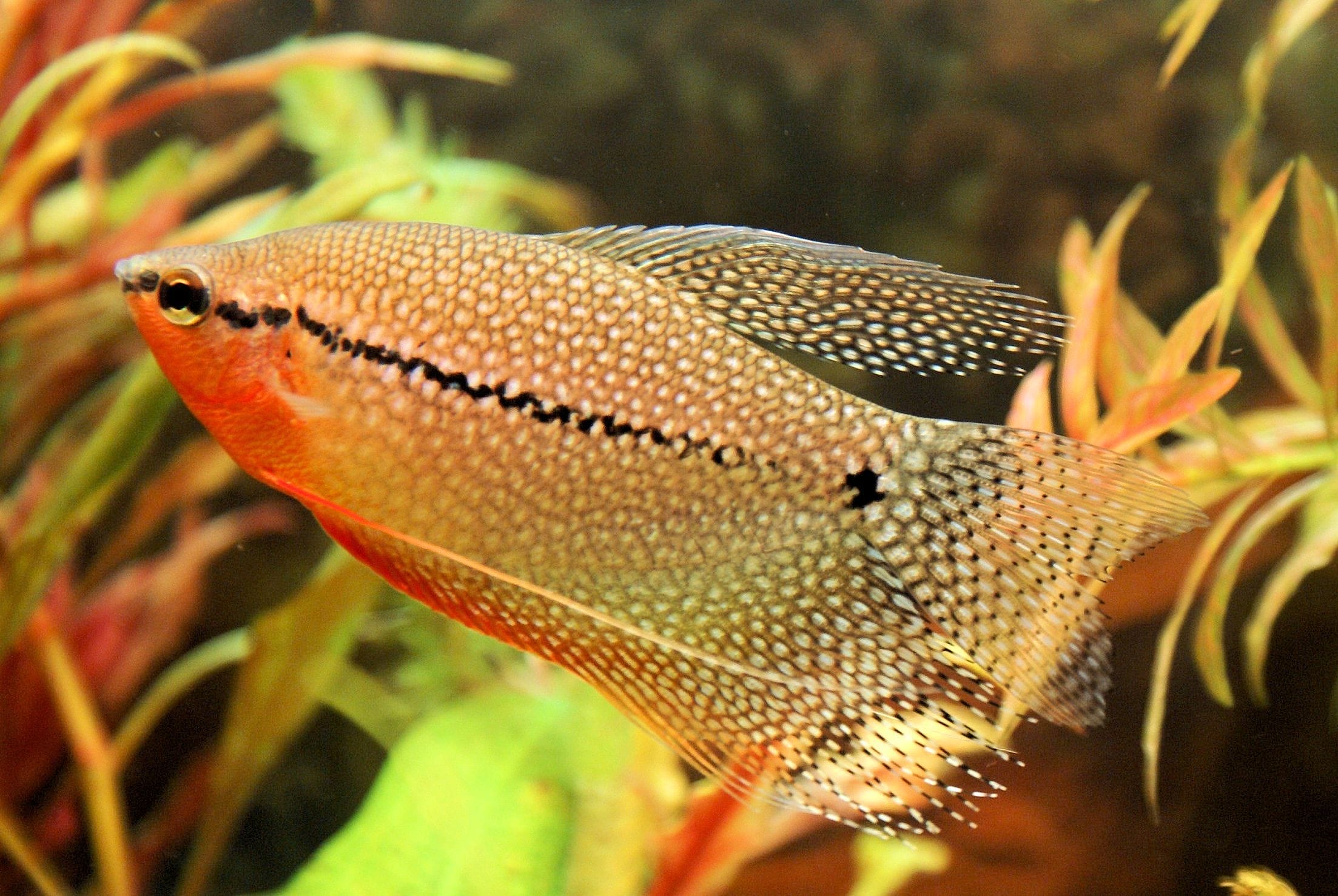 Beginner’s Guide to Caring for Pearl Gourami