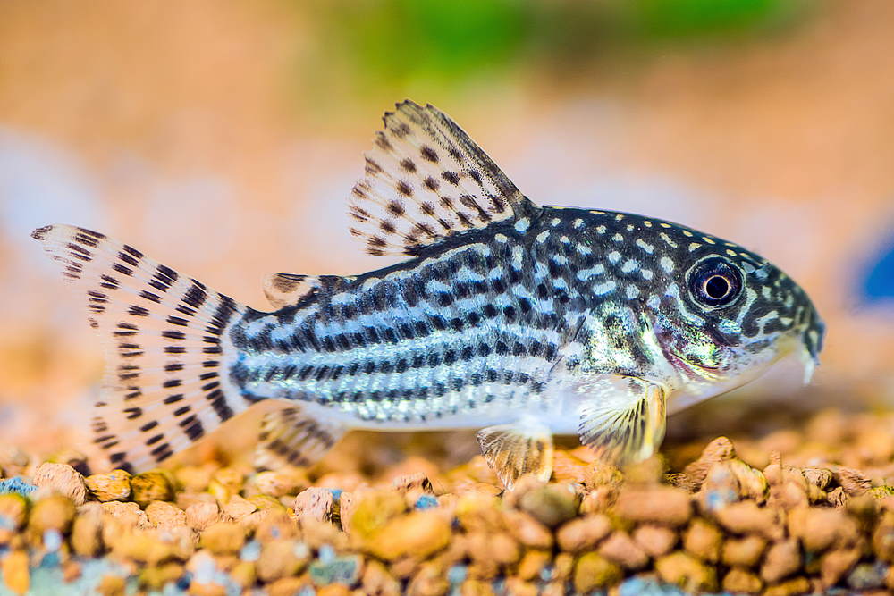 Peppered Corydoras: A Complete Species Profile