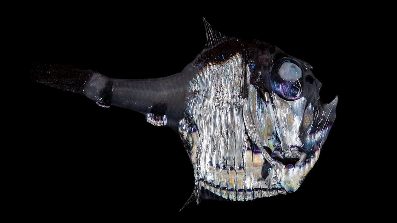 hatchetfish FAQ
