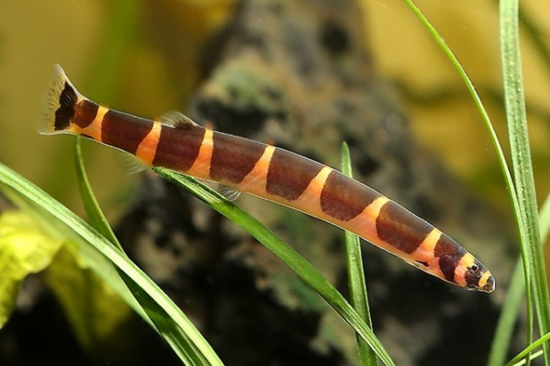 kuhli loach conclusion