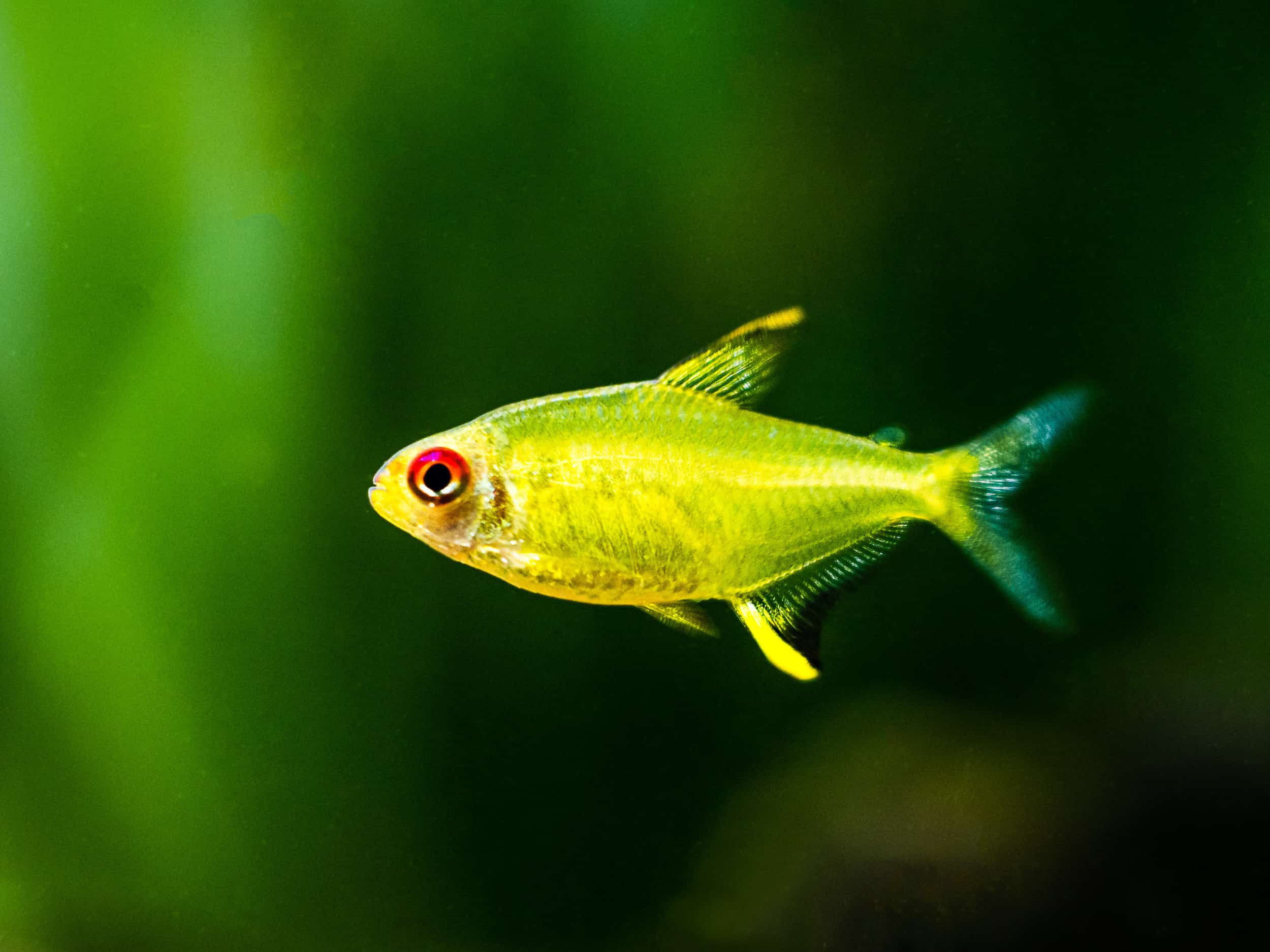lemon tetra conclusion