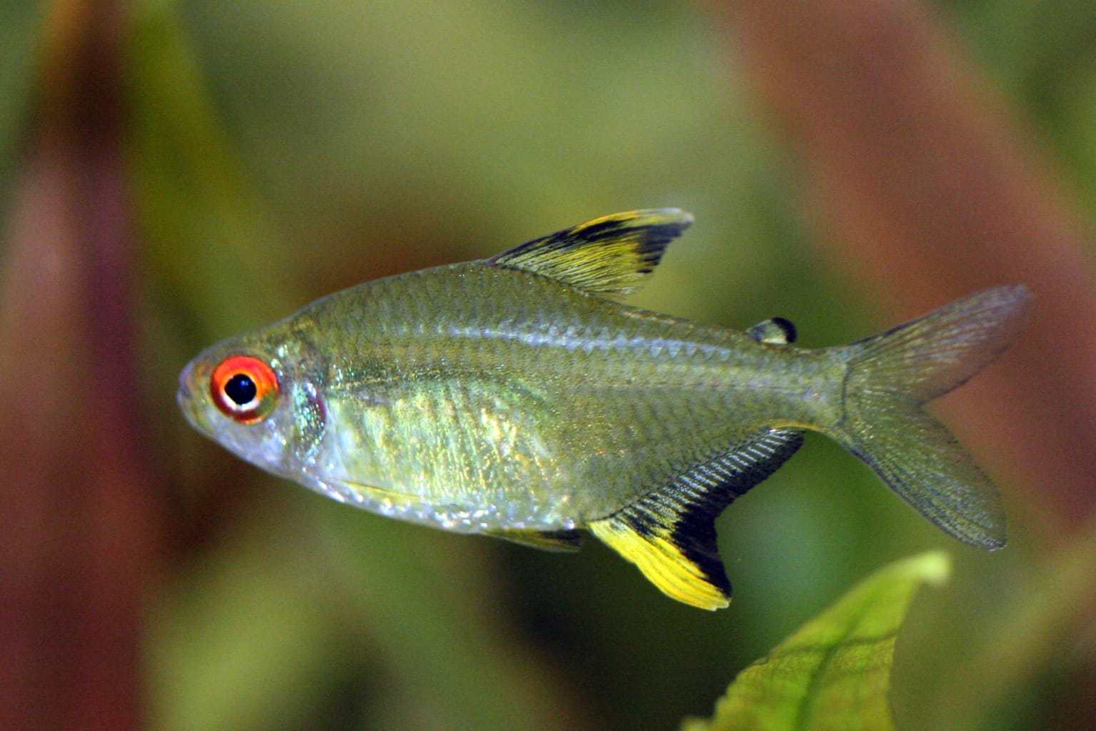 lemon tetra species