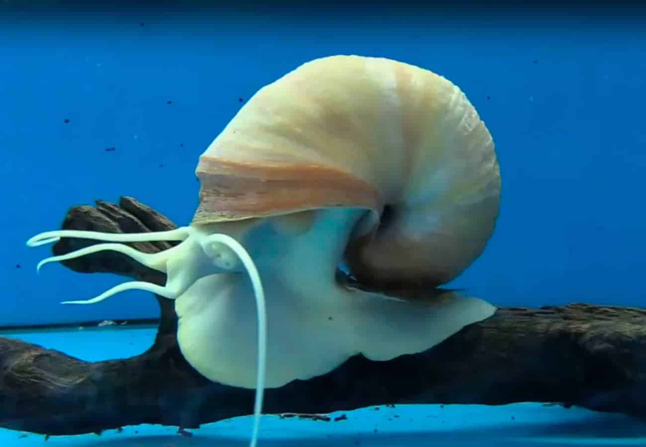 Setting Up an Ideal Environment for Mystery Snails