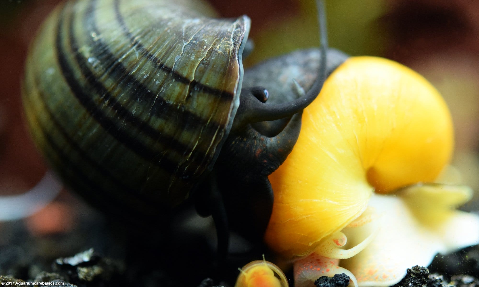 Understanding Mystery Snails