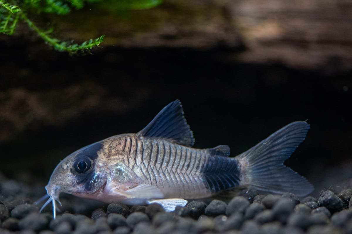 Panda Cory Catfish environment