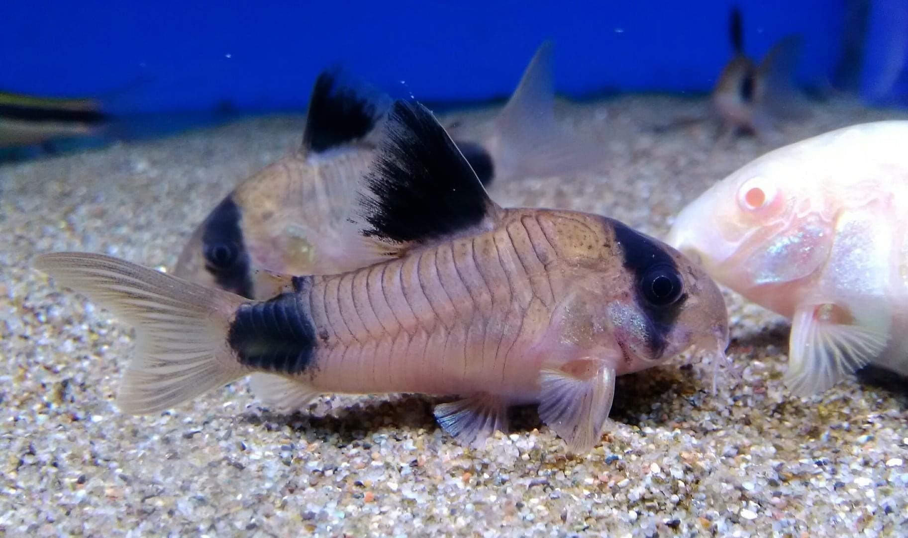 panda corry catfish conclusion