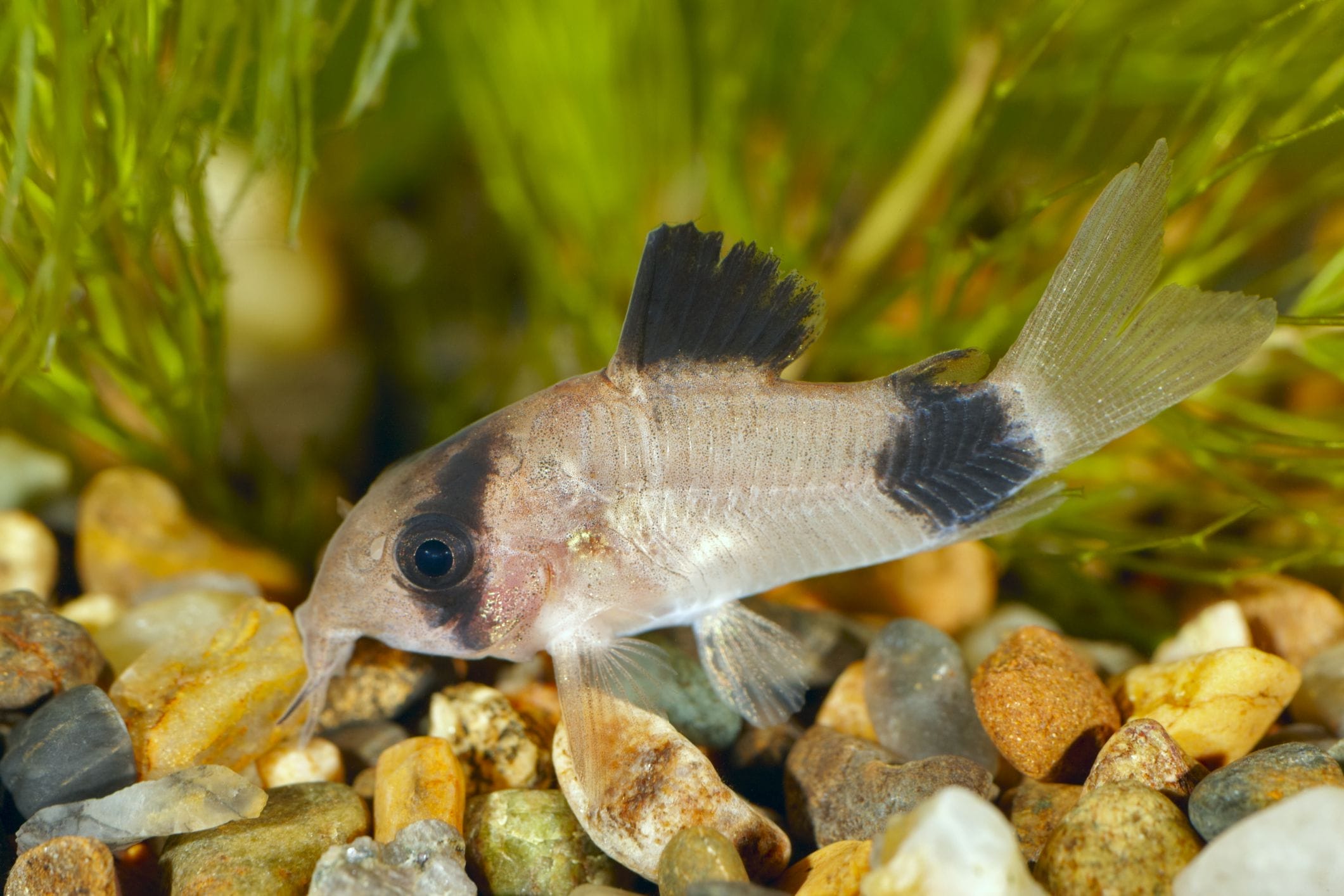 understanding panda cory catfish