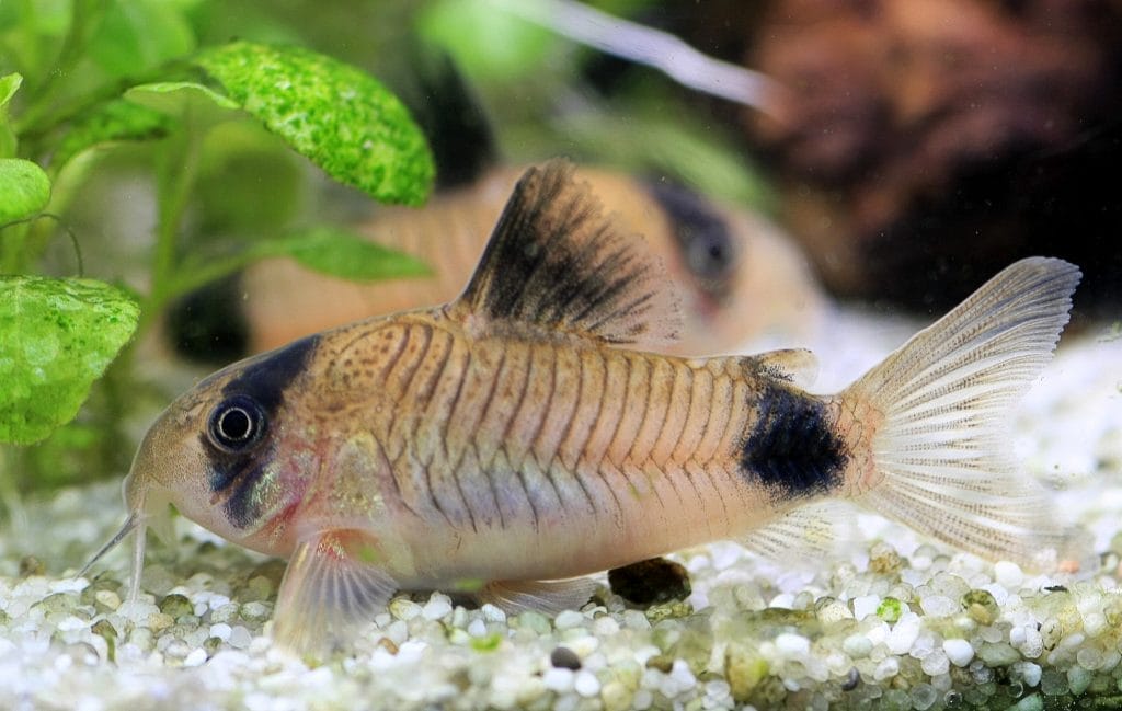 panda cory catfish conclusion