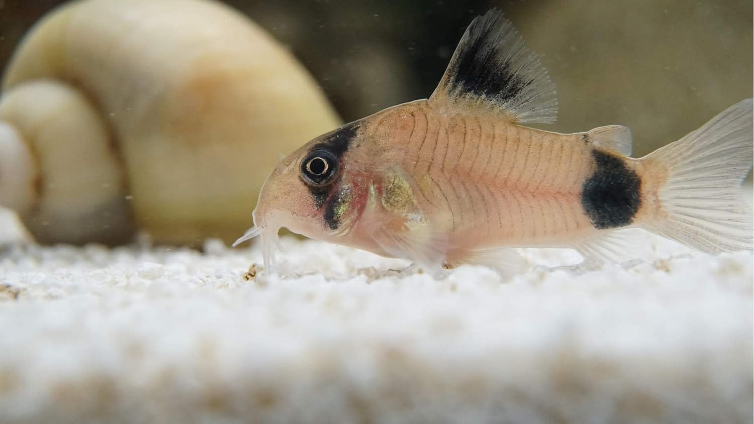 panda cory catfish FAQ