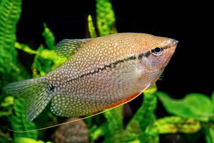 pearl gourami step by step care