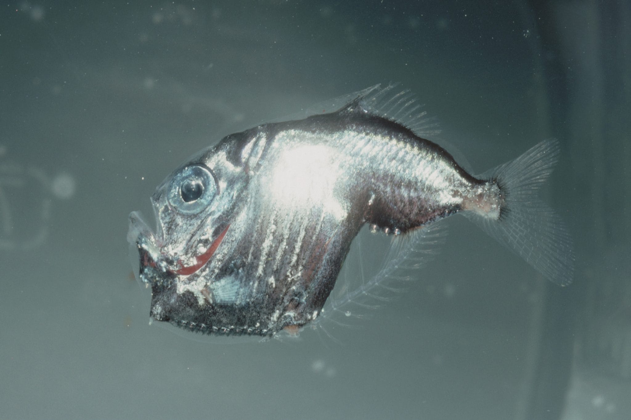 Discover the Fascinating World of Hatchetfish