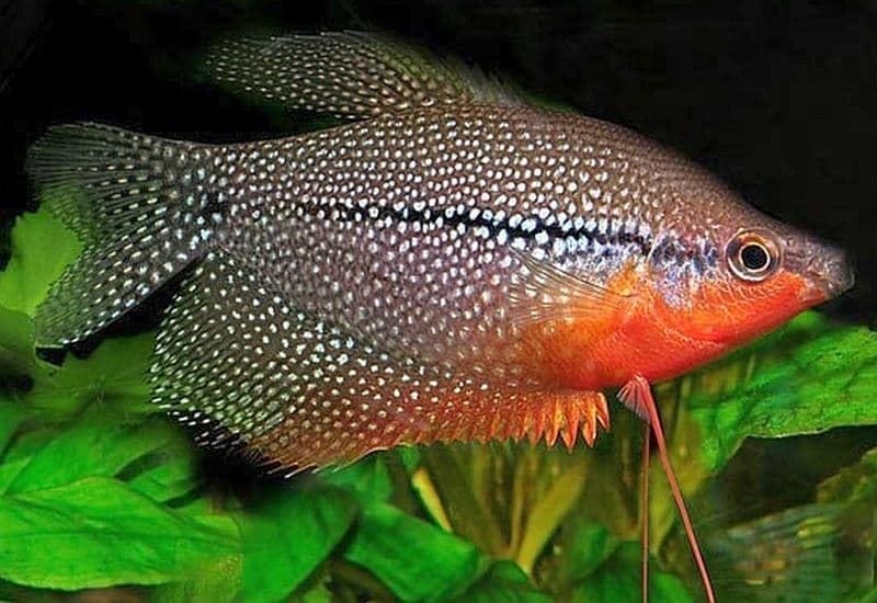understanding pearl gourami