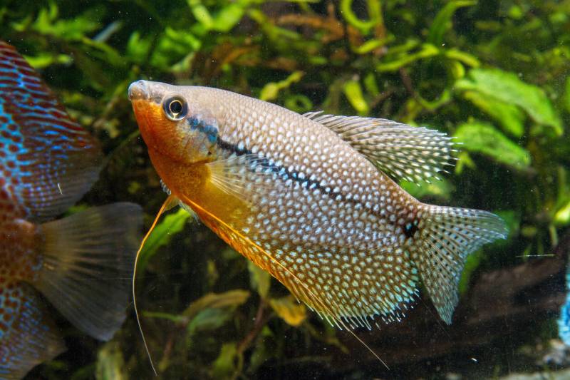 pearl gourami conclusion