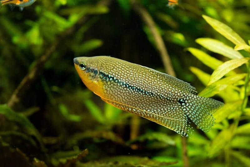 pearl gourami faq