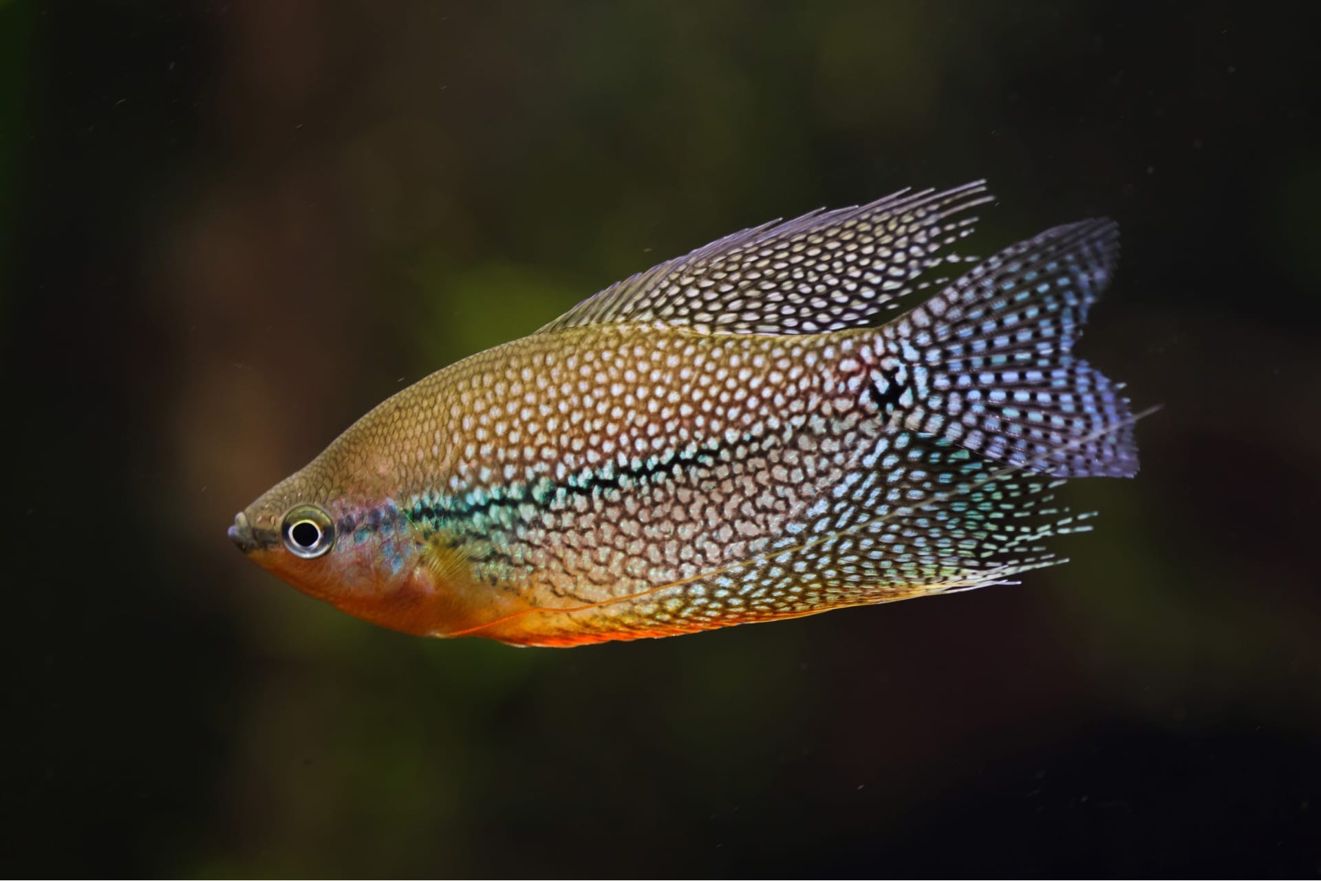 pearl gourami social behavior