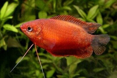 honey gourami conclusion