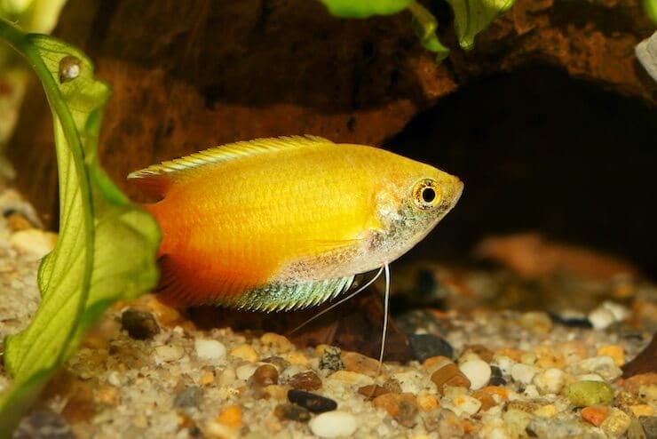 honey gourami faq