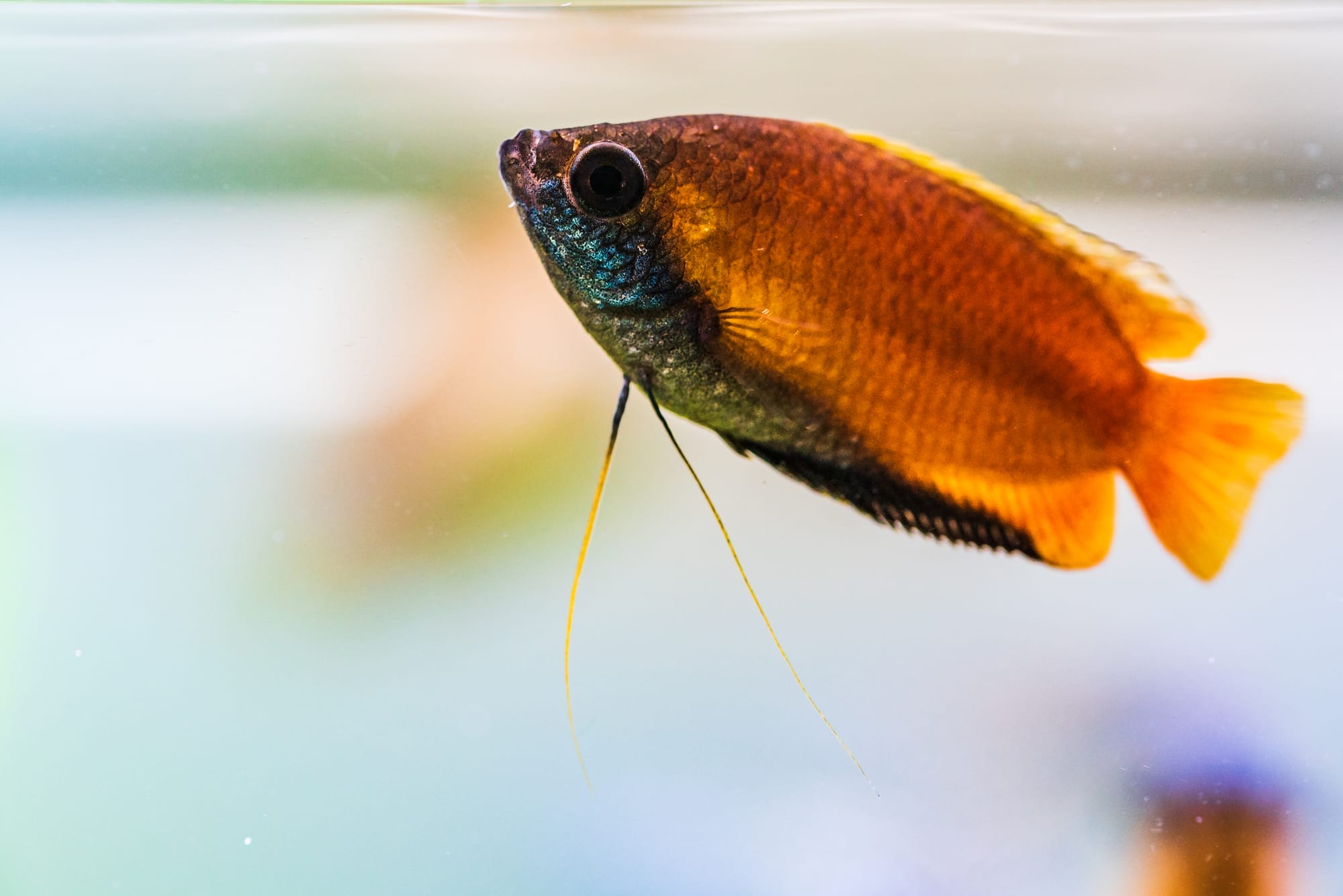 Discovering Honey Gouramis