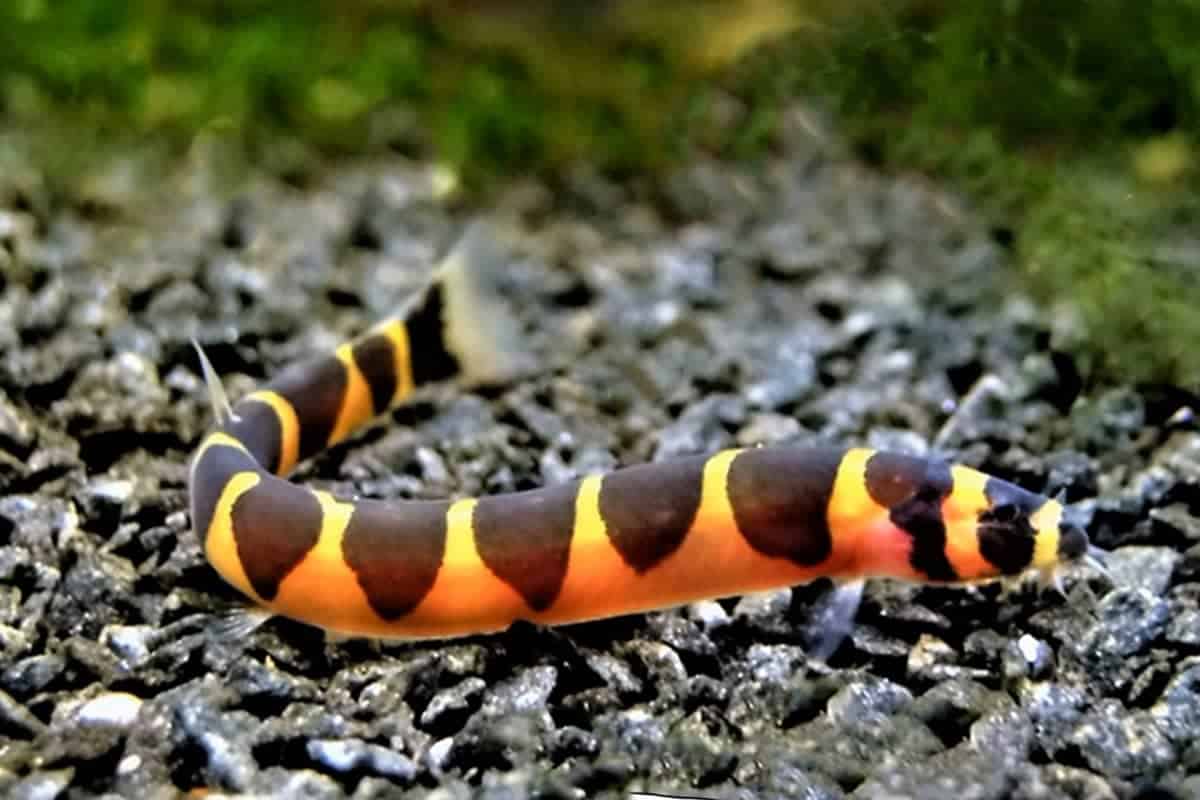 Understanding Kuhli Loaches