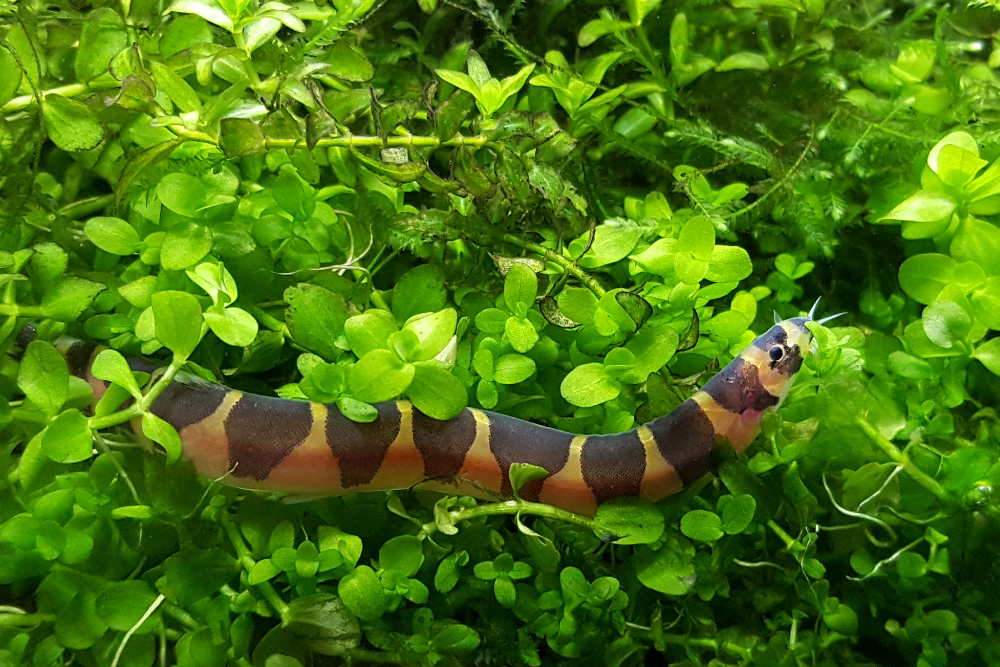 kuhli loach FAQ