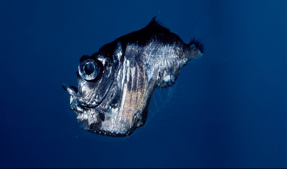 What are Hatchetfish?