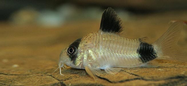 Beginner’s Guide: Panda Cory Catfish Care Tips