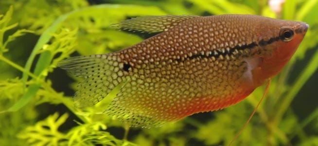 pearl gourami setting