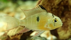 Bolivian Ram Cichlid Care Tips for Beginners