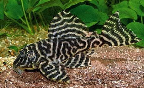 tiger pleco conclusion