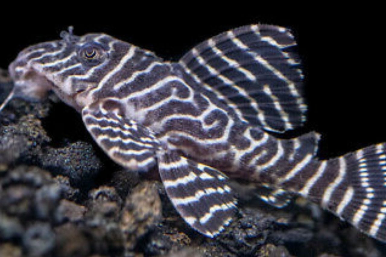 Tiger Pleco Care Guide: Tank Setup, Diet & Breeding Tips