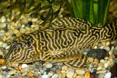 Setting Up the Perfect Tank for Your Tiger Pleco