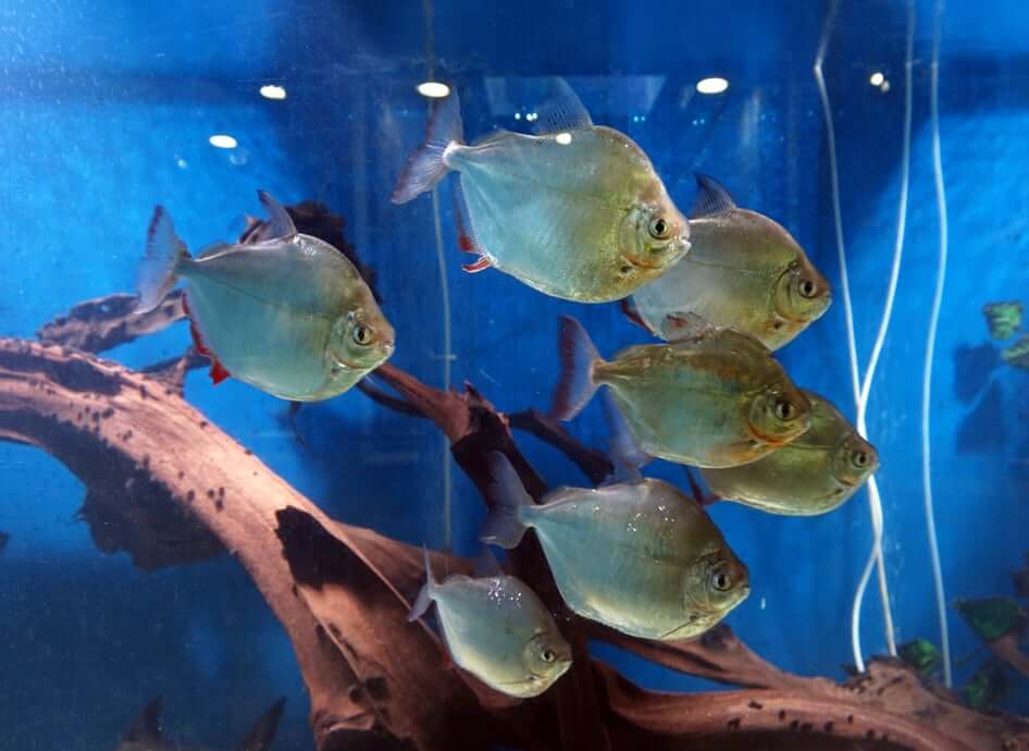 silver dollar fish FAQ