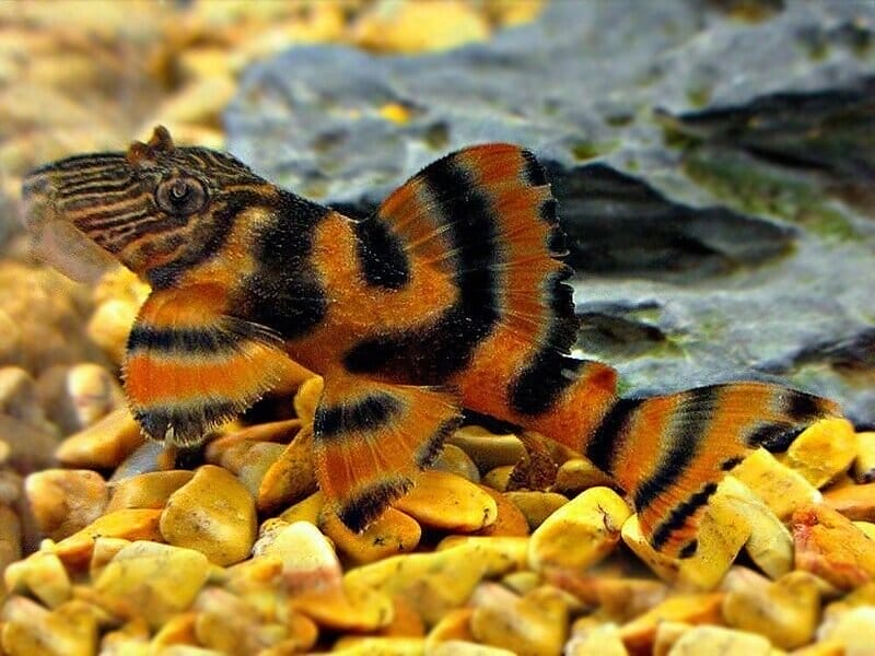 tiger pleco faq
