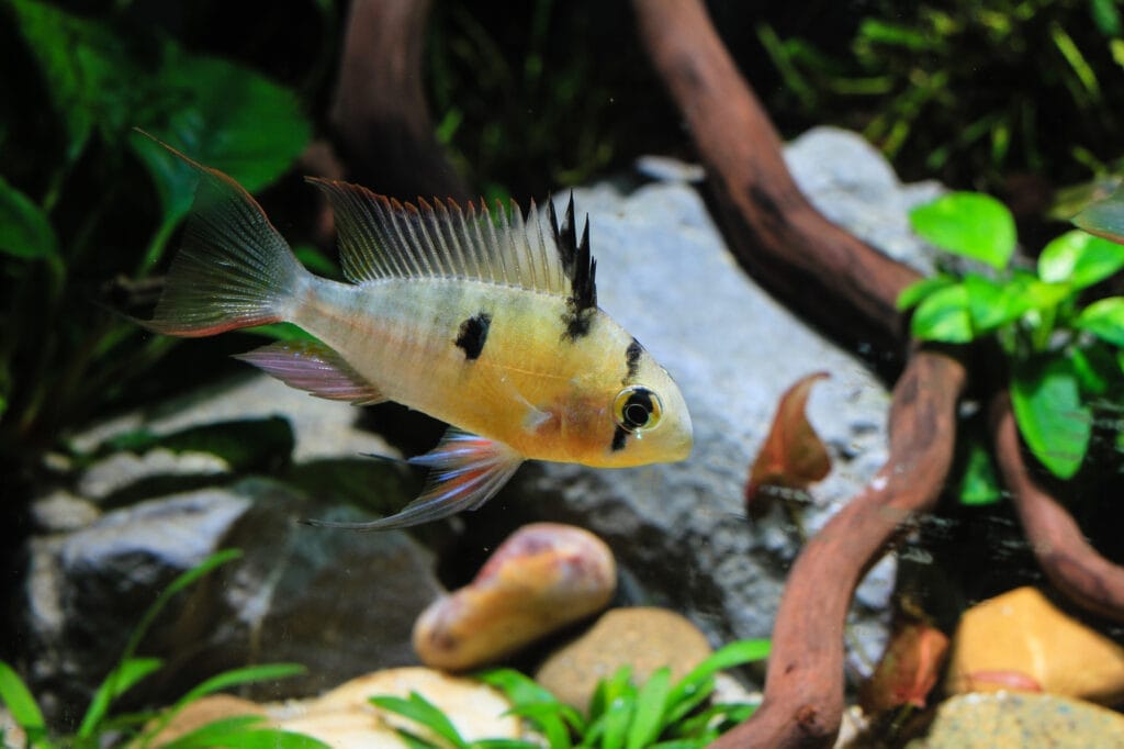 Understanding the Bolivian Ram Cichlid