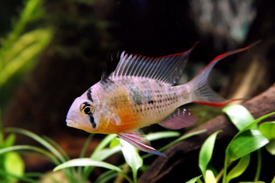 Bolivian Ram faq