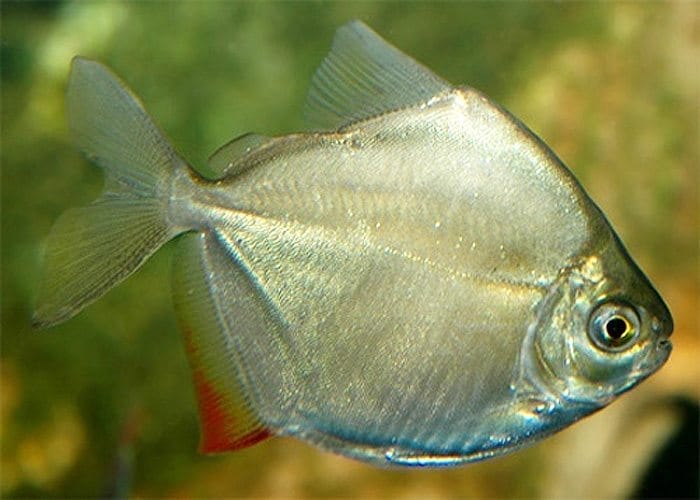 Understanding Silver Dollar Fish