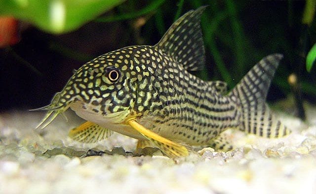 Sterbai Corydoras faq