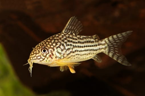 Sterbai Corydoras conclusion