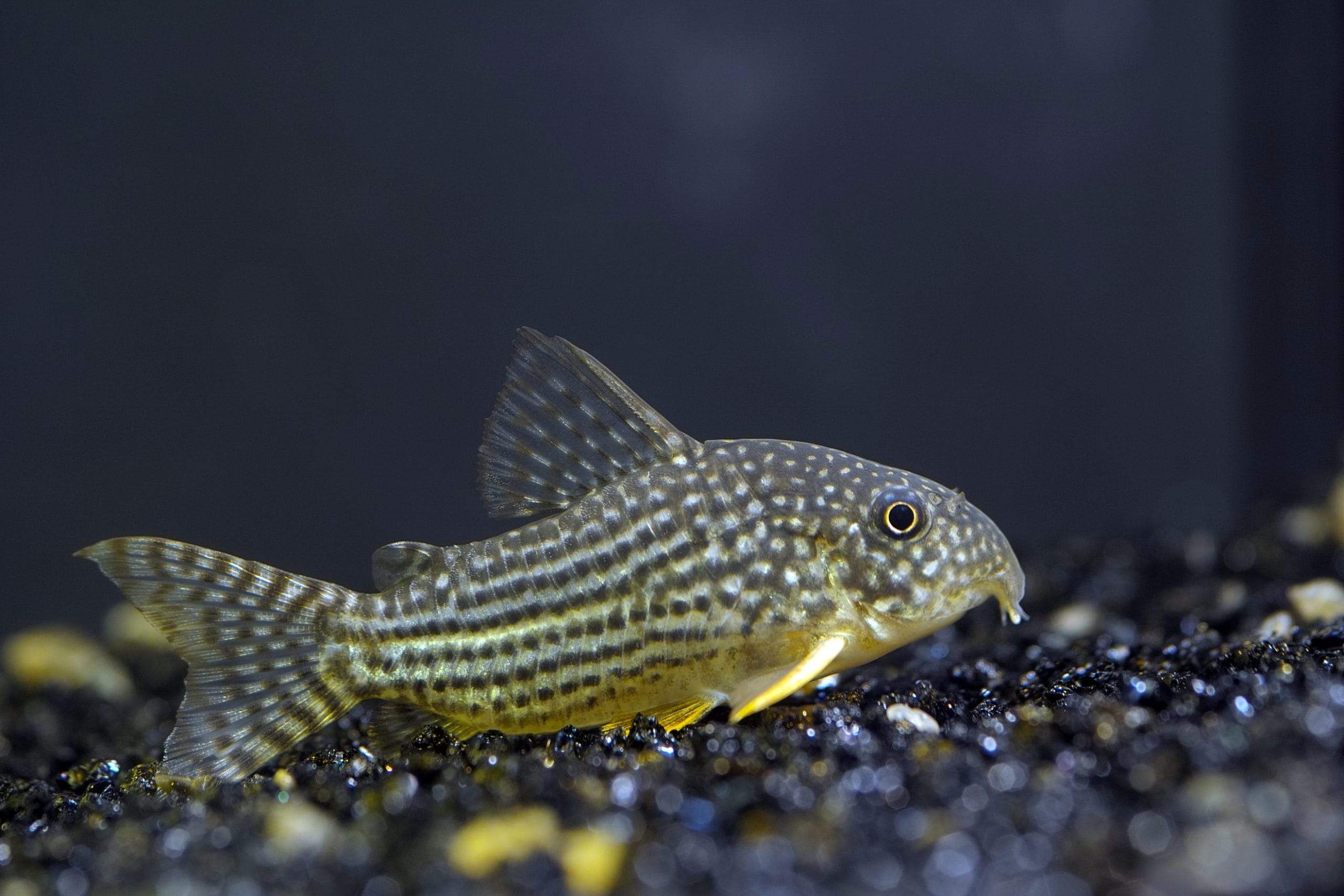Understanding Sterbai Corydoras