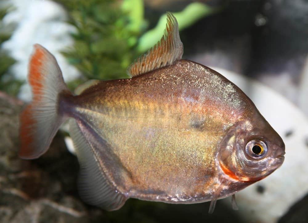 Step-by-Step Guide for Silver Dollar Fish Care