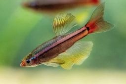 How to Breed White Cloud Mountain Minnows Successfully