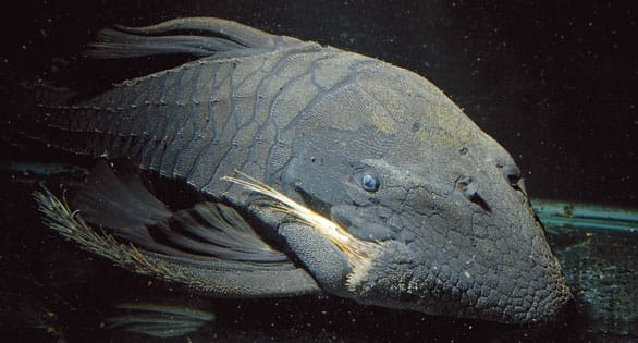 Blue Eyed Pleco