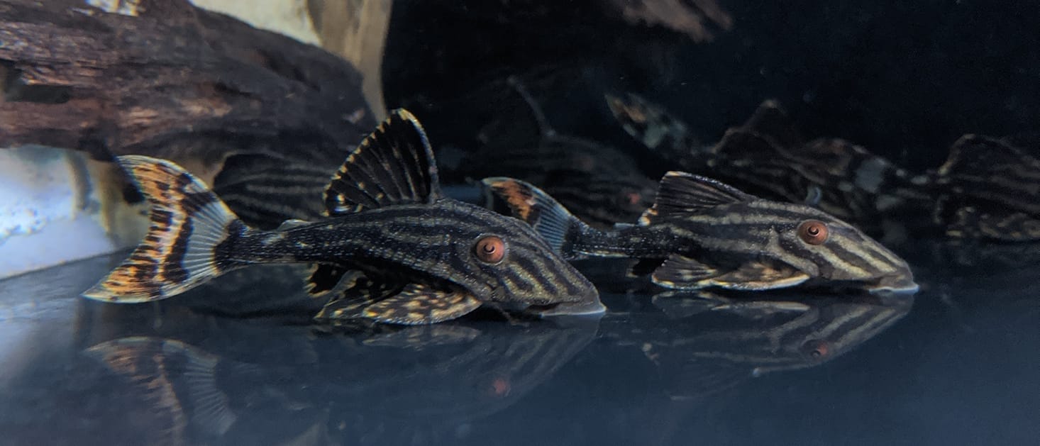 Panaque Nigrolineatus