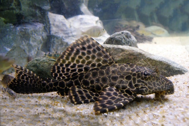 Pterygoplichthys Gibbiceps