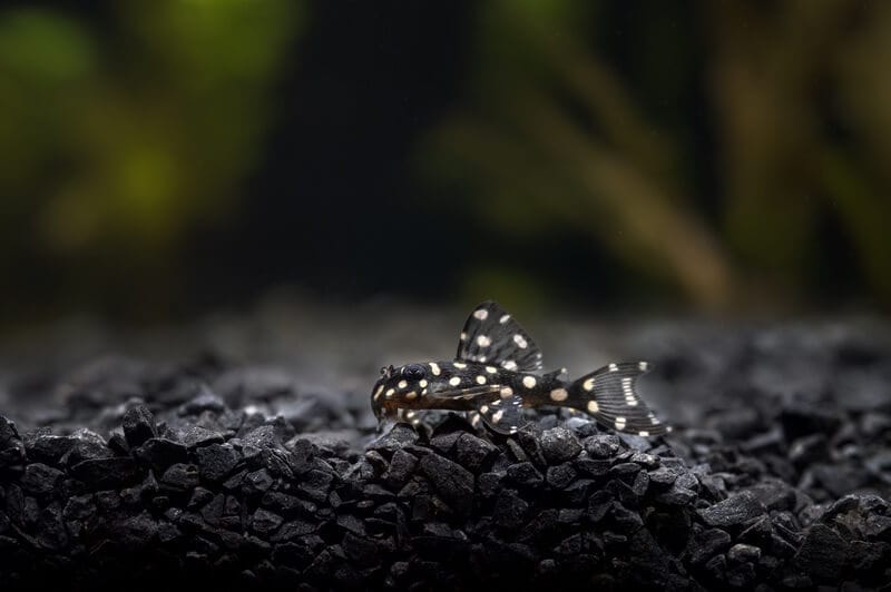 Snowball Pleco