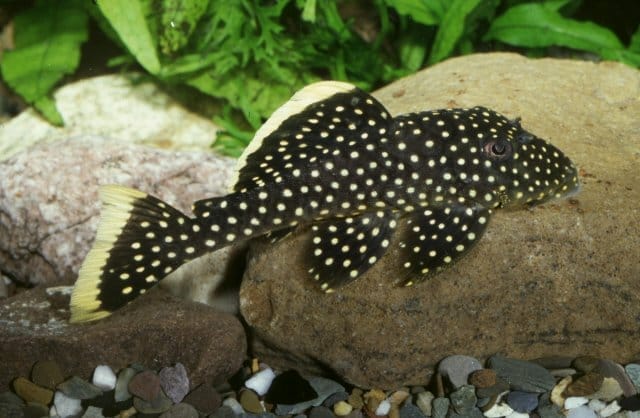 Baryancistrus Xanthellus