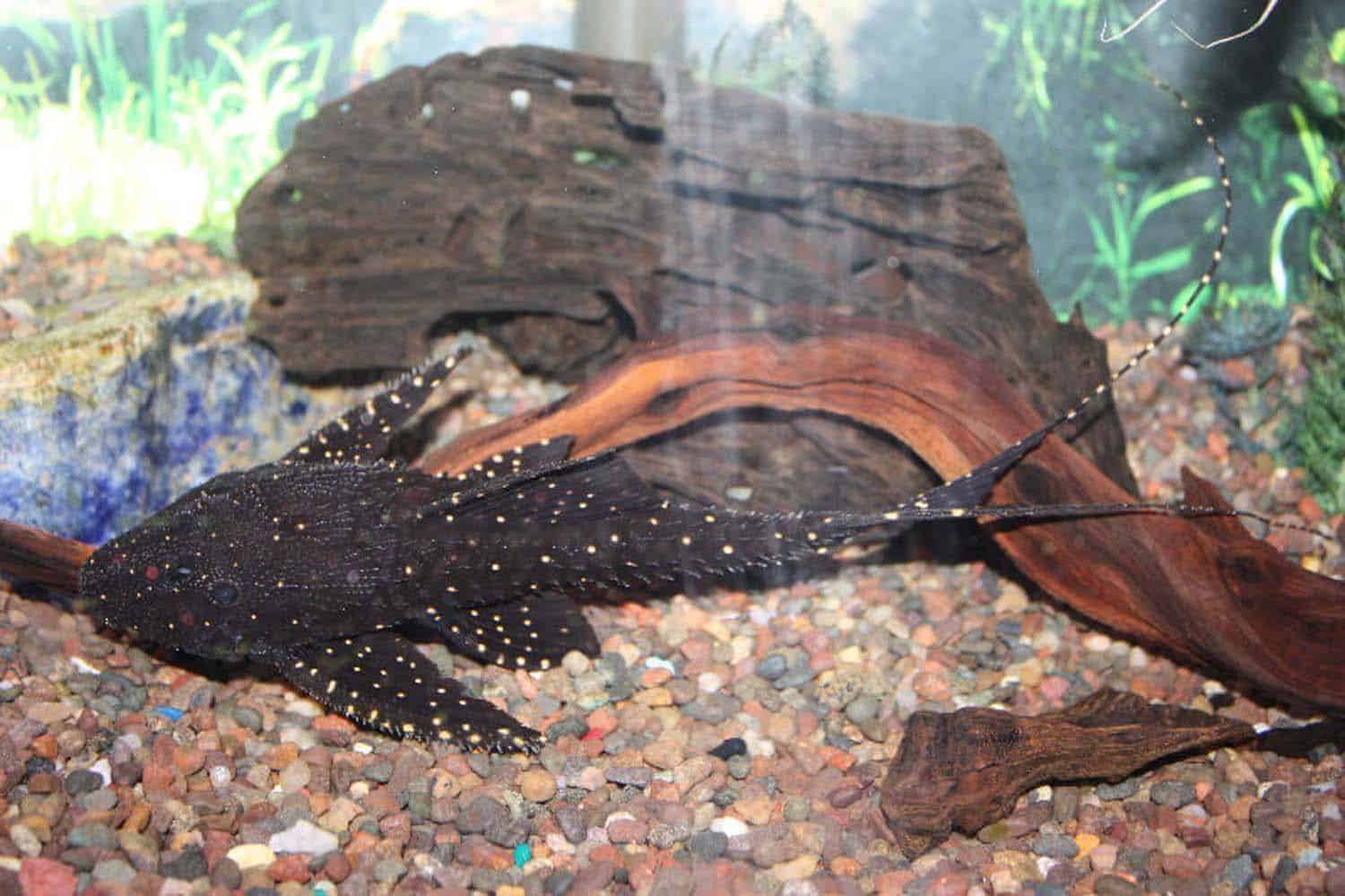 Adonis Pleco